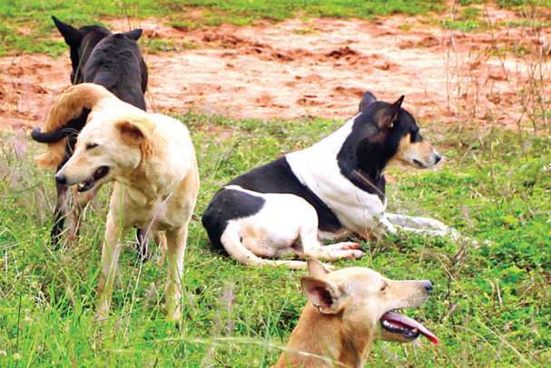 ಮನೆಯವರಾಂಡದಲ್ಲಿ ಮಲಗಿದ್ದ 90ವರ್ಷದ ವೃದ್ಧನ ಮೇಲೆ ನಾಯಿಗಳ ದಾಳಿ